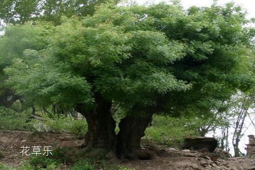 番石榴亚洲性色成人a片在线观看金沙，南国珍果，健康宝藏的神秘面纱